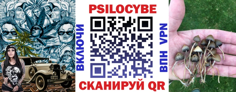 Псилоцибиновые грибы Psilocybe  Купить закладки  Долгопрудный 